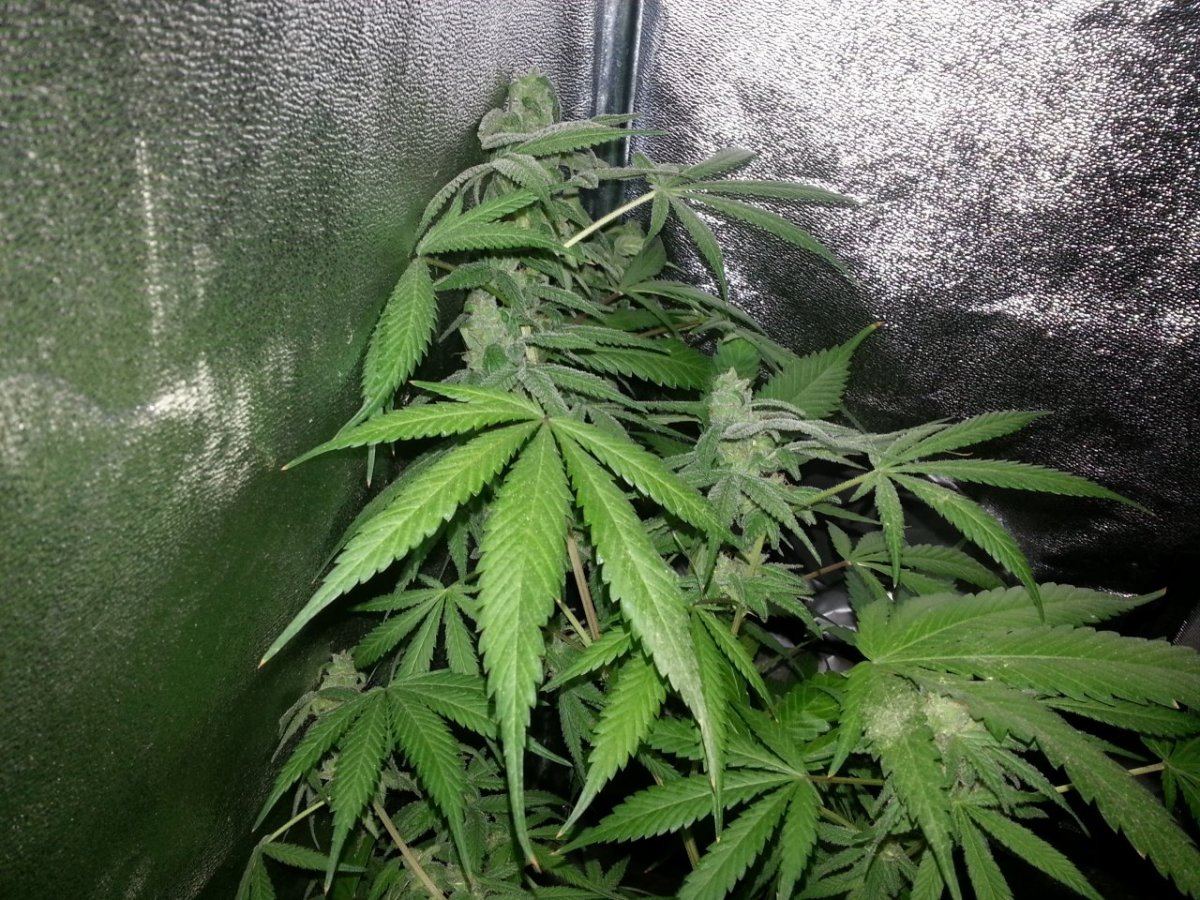 Magik seeded