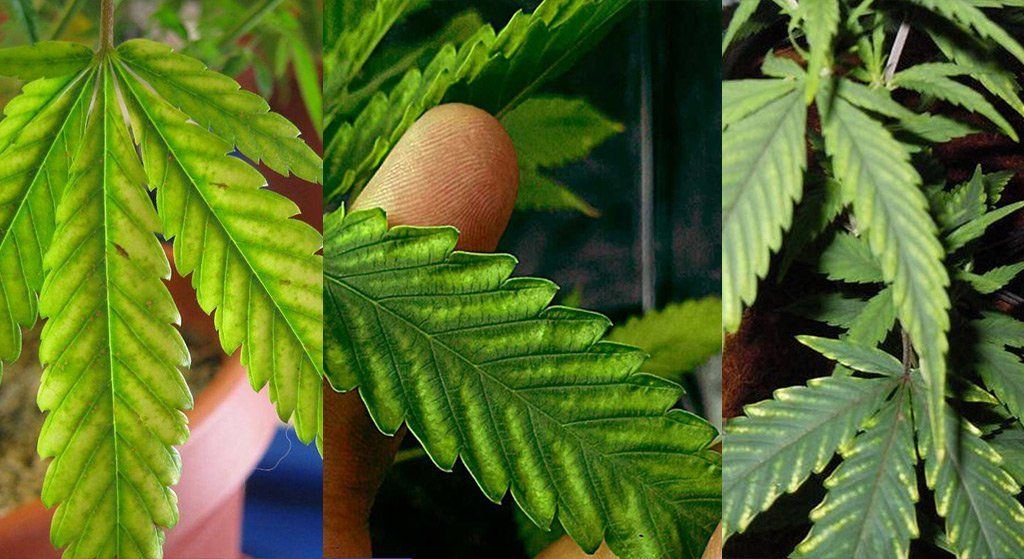 Magnesium deficiency in marijuana