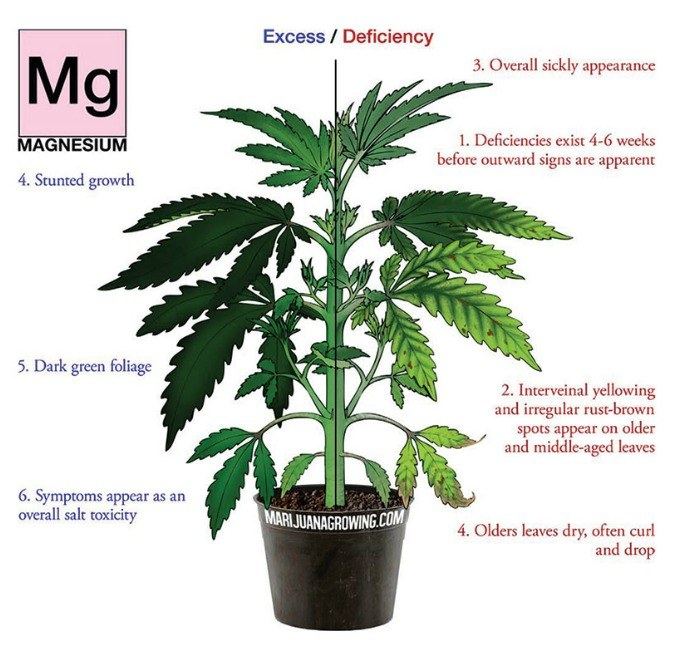 Magnesium deficiency