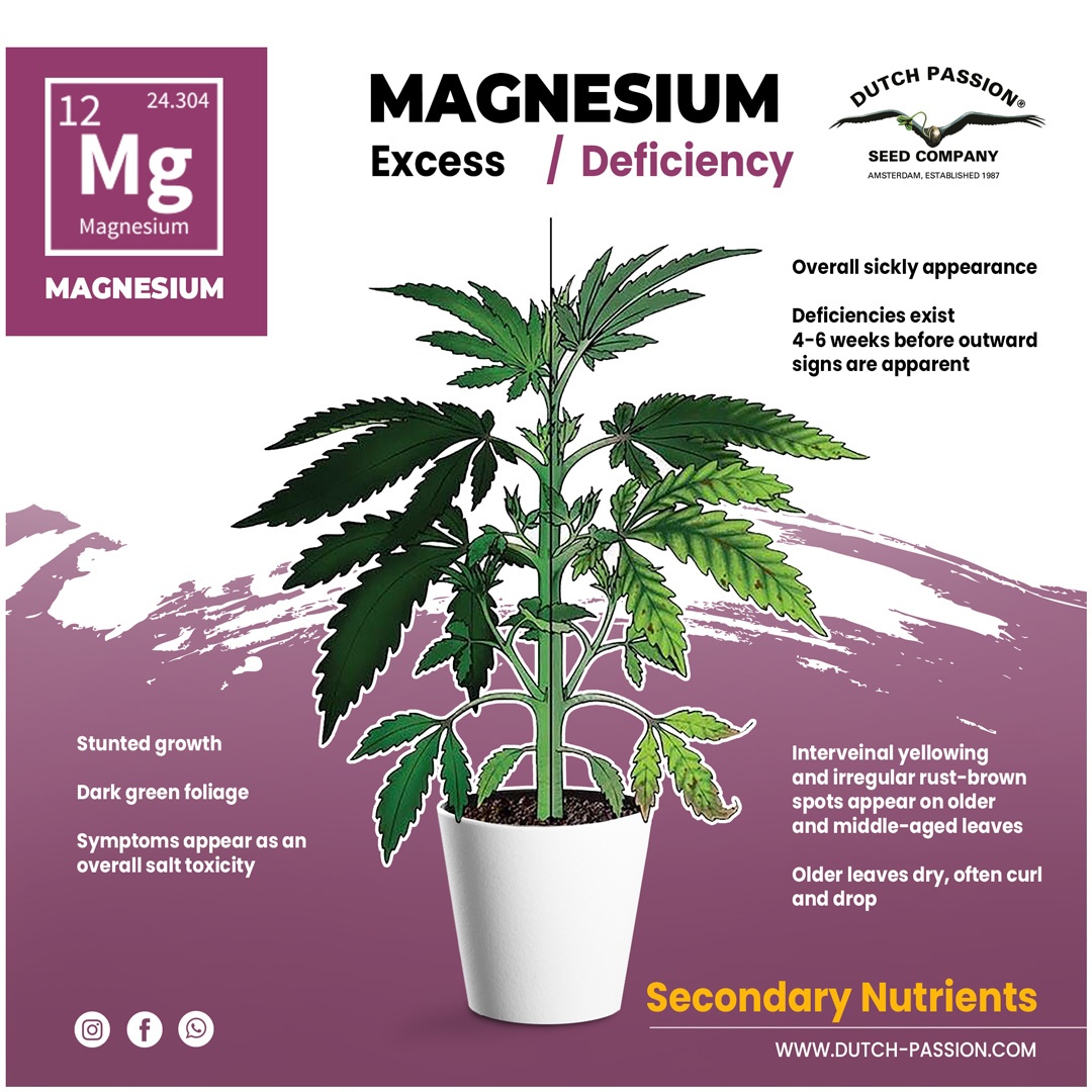 Magnesium