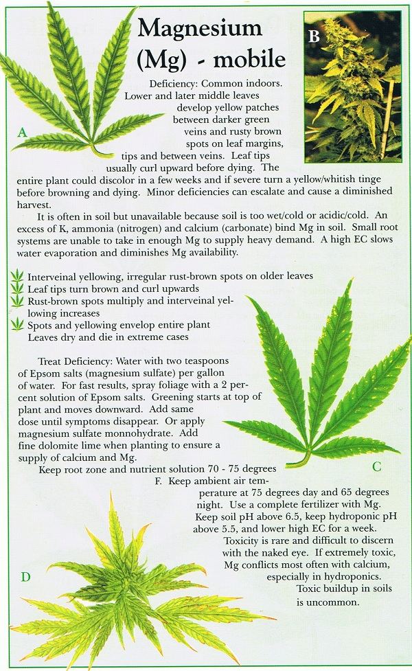 Magnesium mg marijuana weed nutrient problem