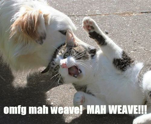 Mah weave kitteh