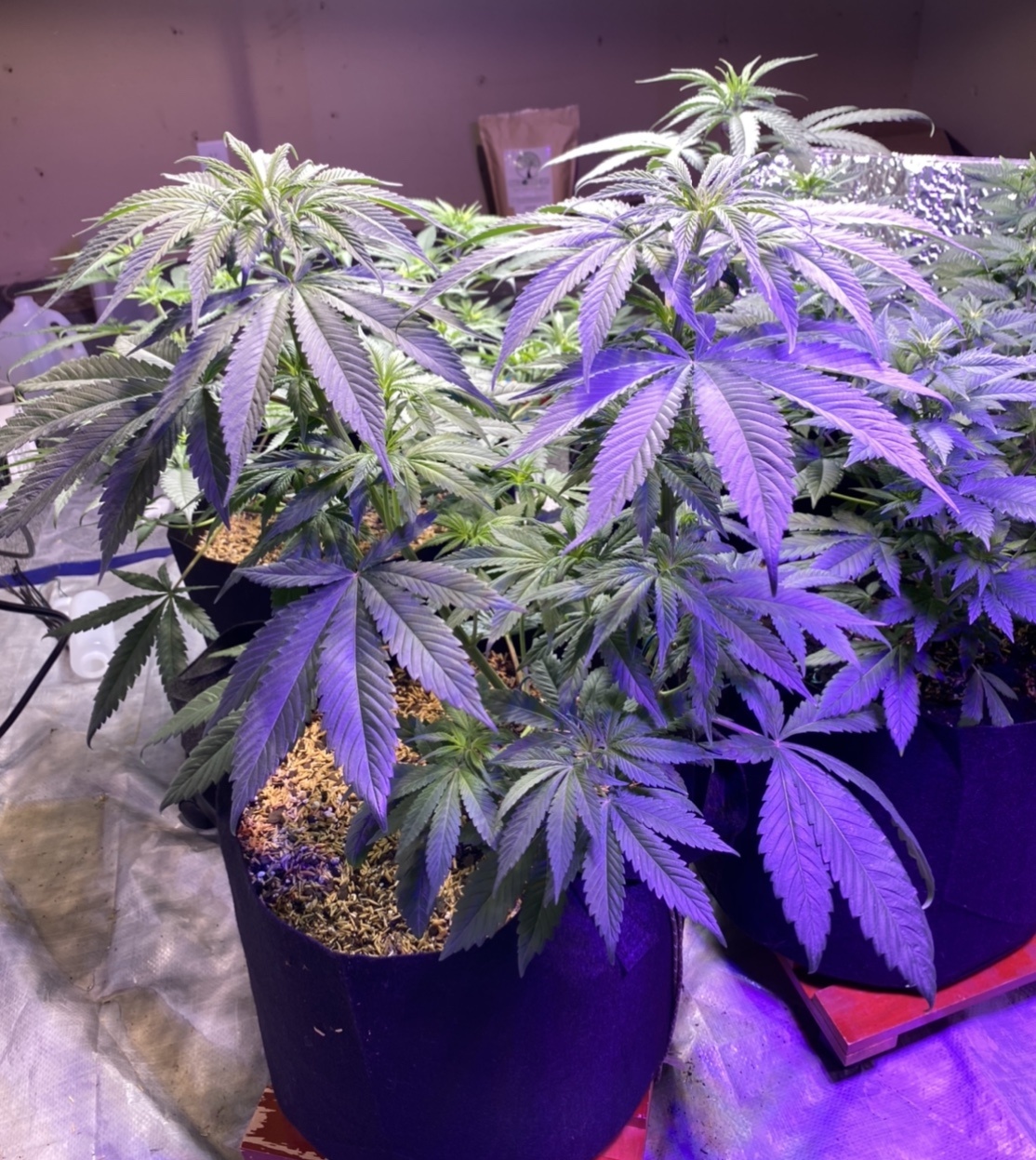 Mahavishnus growchestra critical plus widow ssh cbd 2