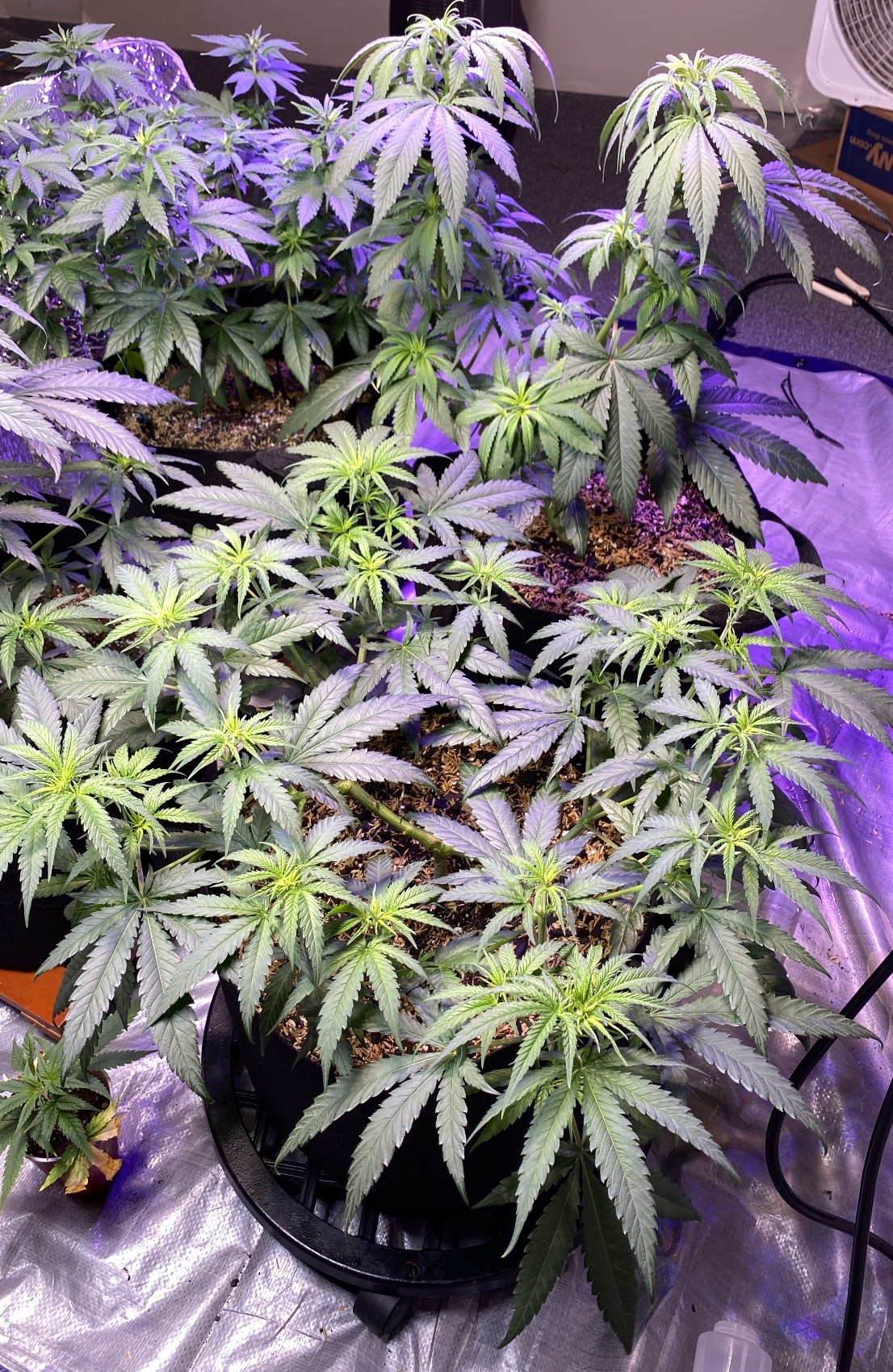 Mahavishnus growchestra critical plus widow ssh cbd 3