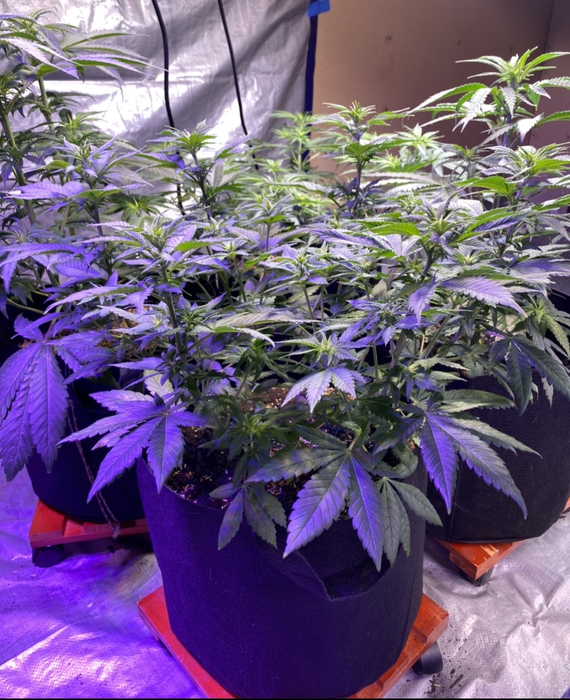 Mahavishnus growchestra critical plus widow ssh cbd 4