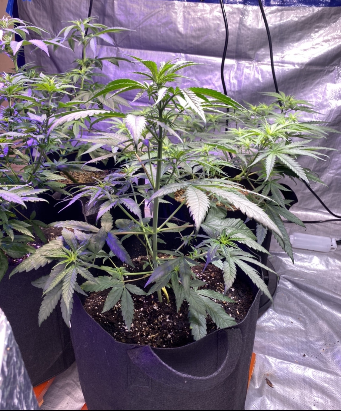 Mahavishnus growchestra critical plus widow ssh cbd 5