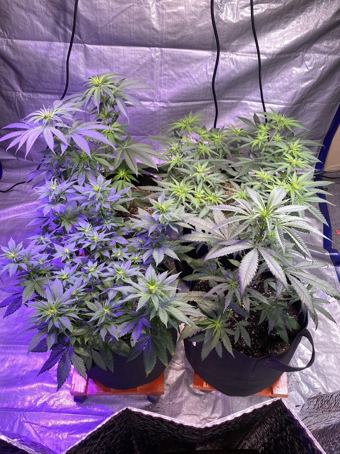 Mahavishnus growchestra critical plus widow ssh cbd