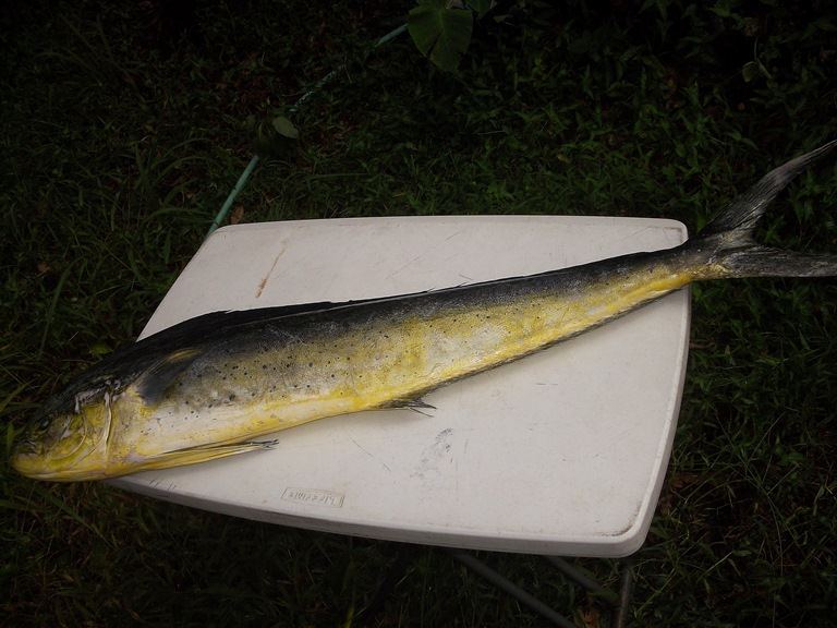 Mahi