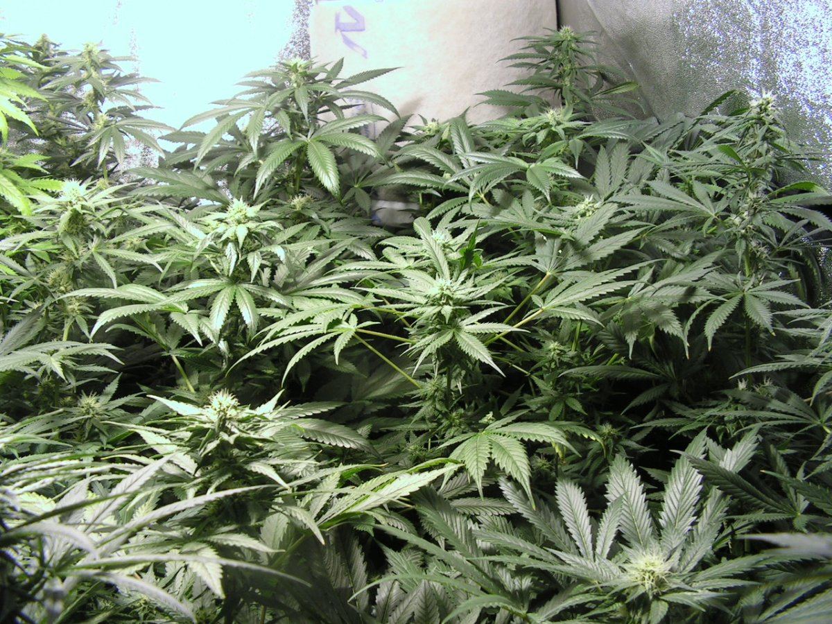 Main grow2