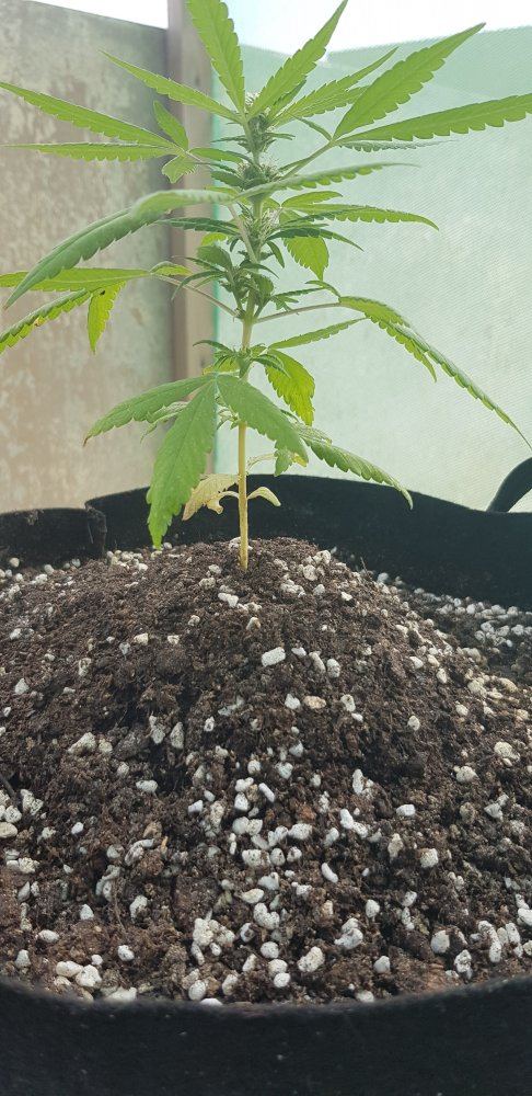 Main stem turns yellow and doesnt seem to grow whats happening 2