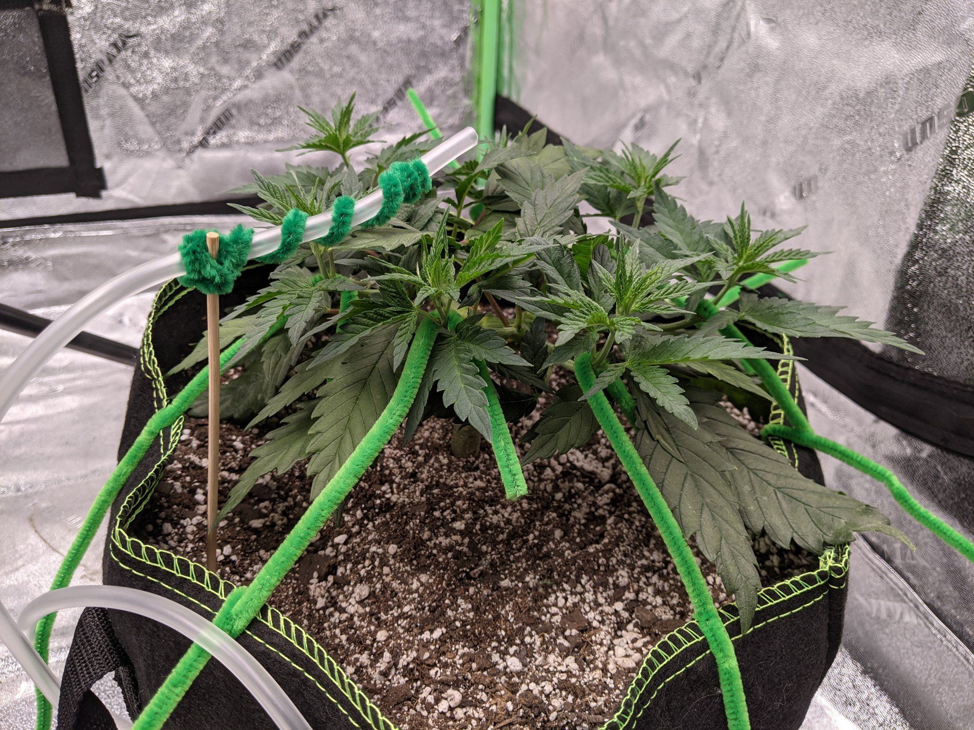 Mainlining 2 plants in a 4x4 ft tent how many tops 2