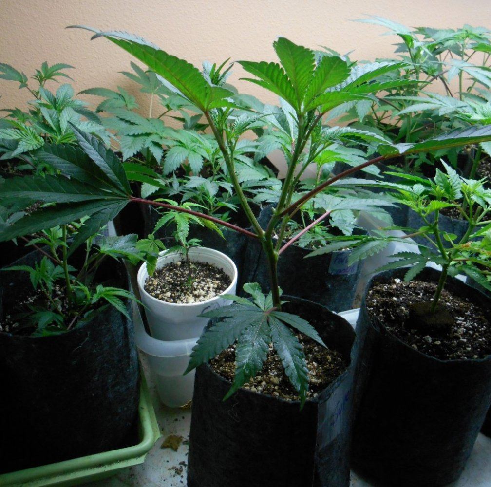 Mainstensuperskunk