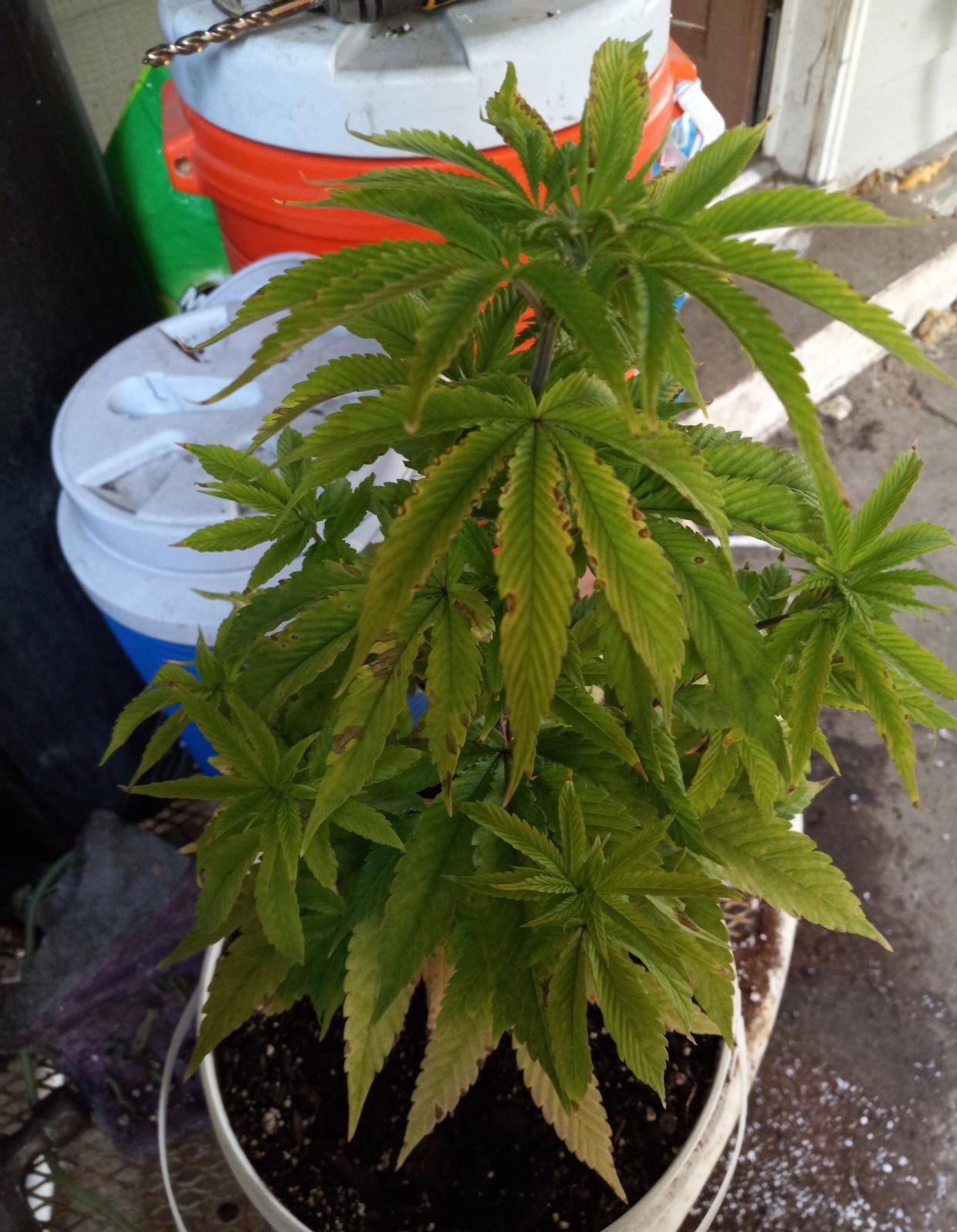 Major issues what kind of deficiency is this