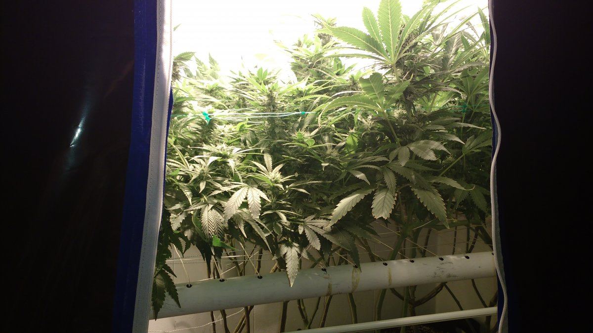 Making the best outta the wound in my scrog 2
