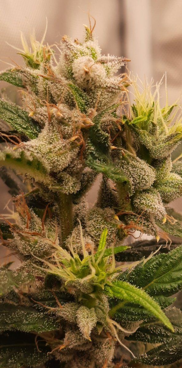 Malawi wk 8