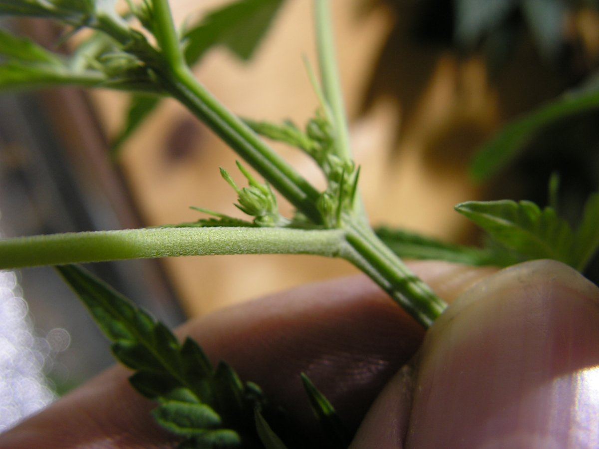 Male 1 1