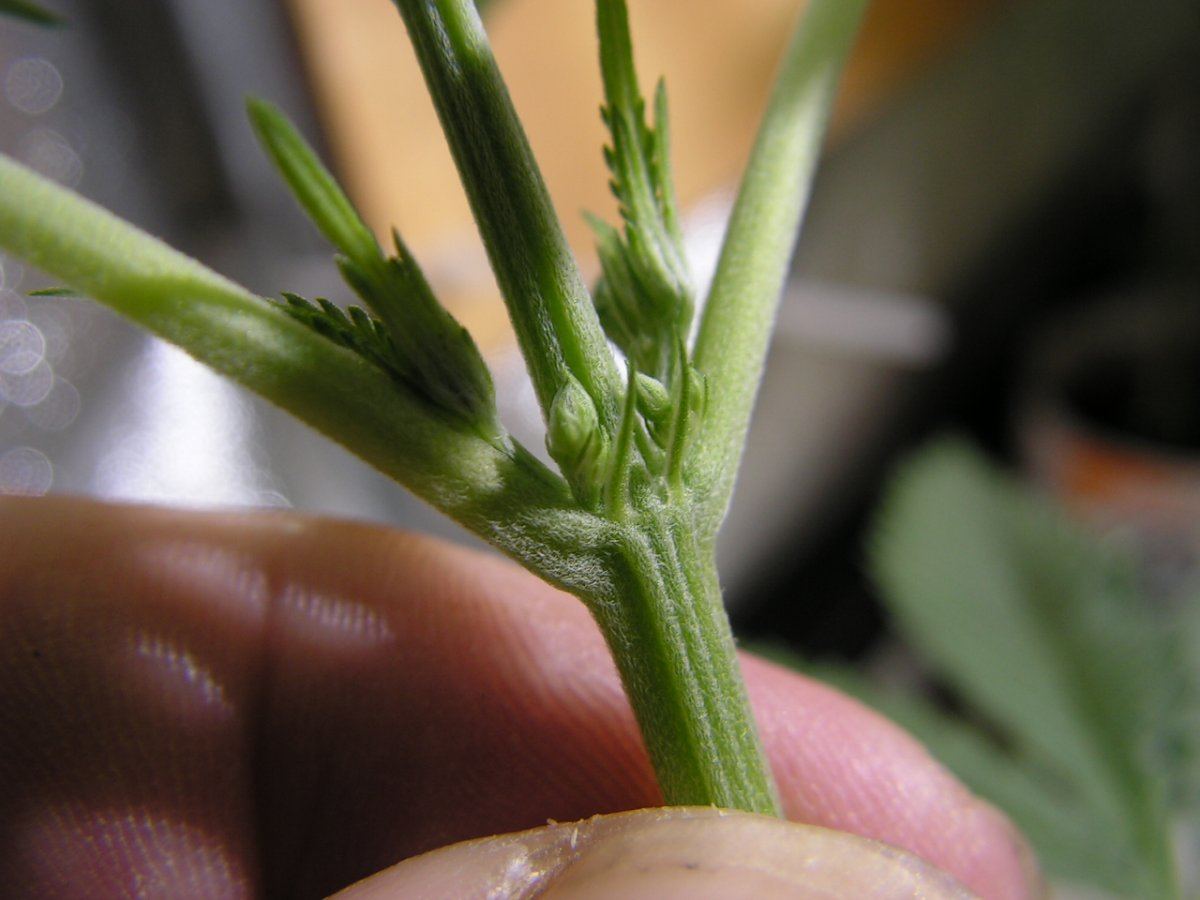 Male 1 1