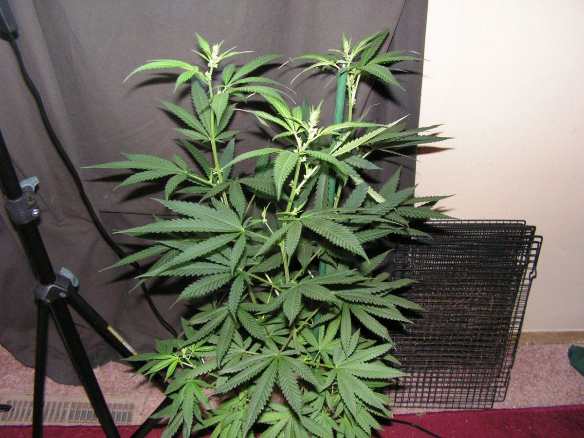 Male 1 1