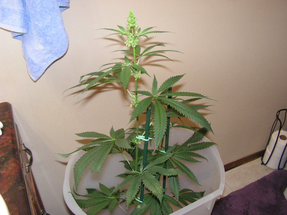 Male 1 1