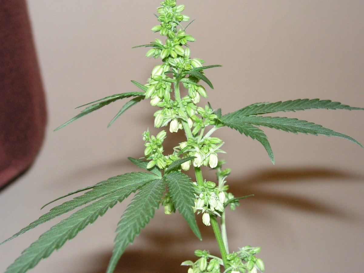 Male 1 10