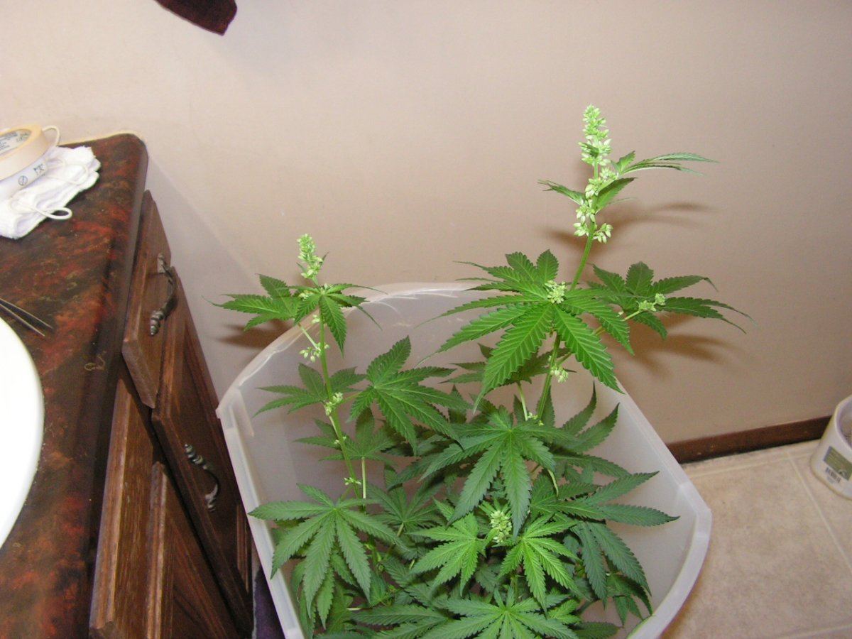 Male 1 10