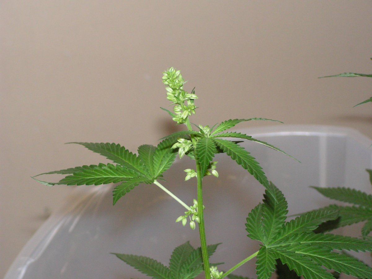 Male 1 11