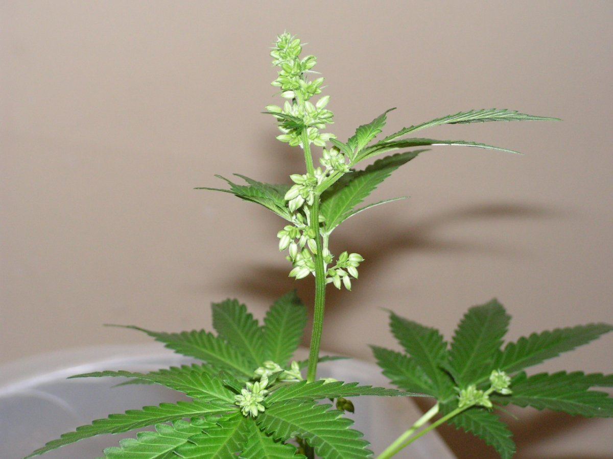 Male 1 12
