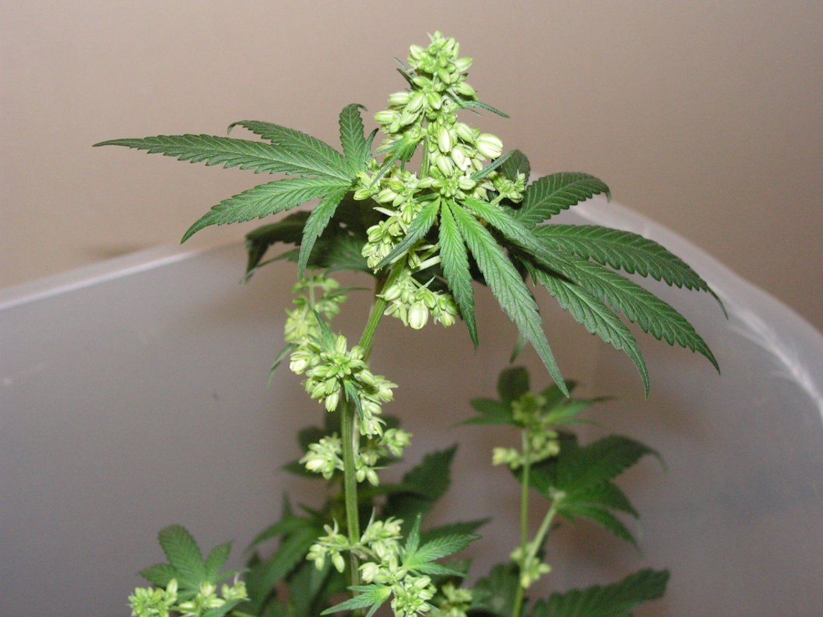Male 1 13