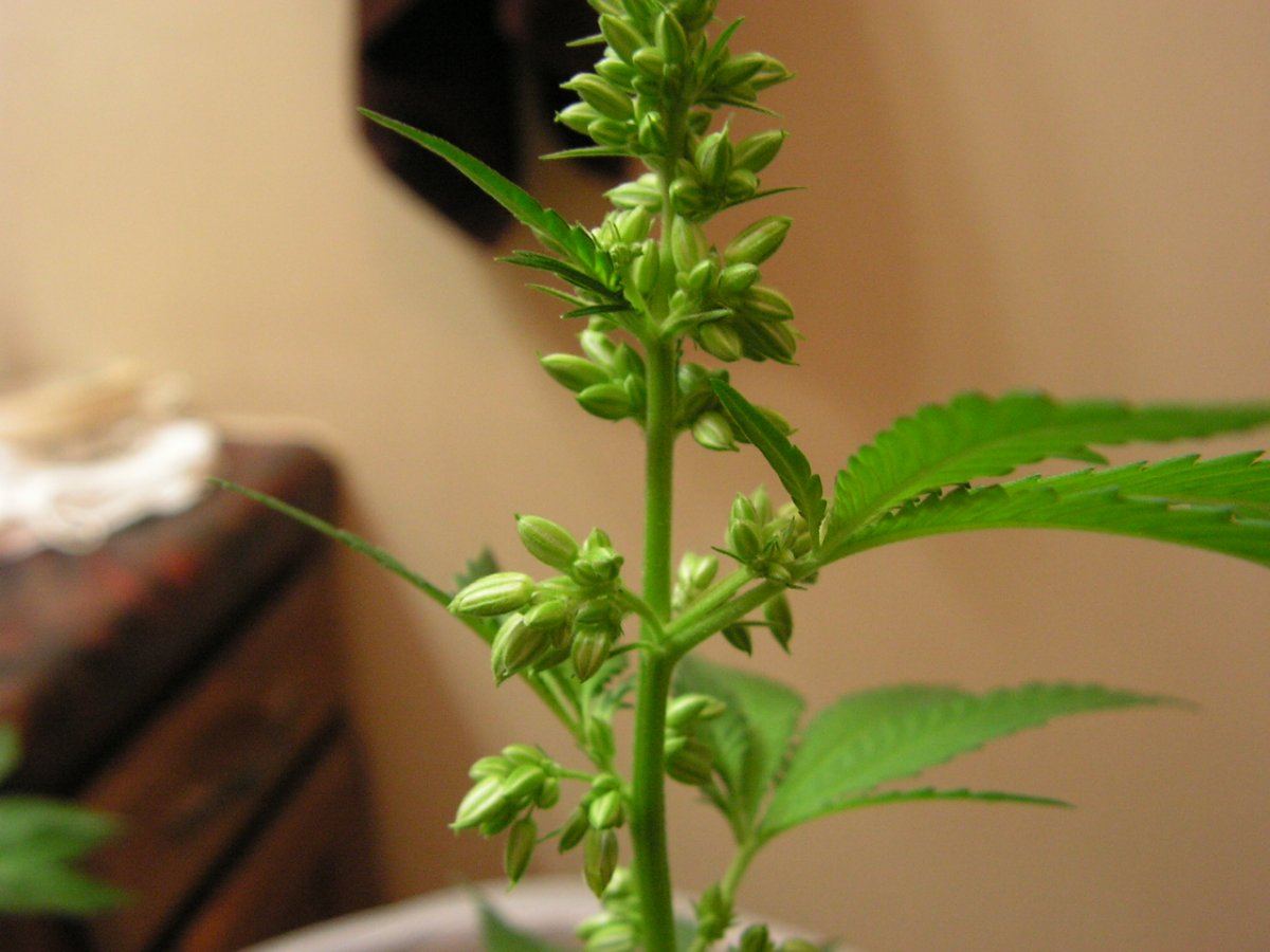 Male 1 13