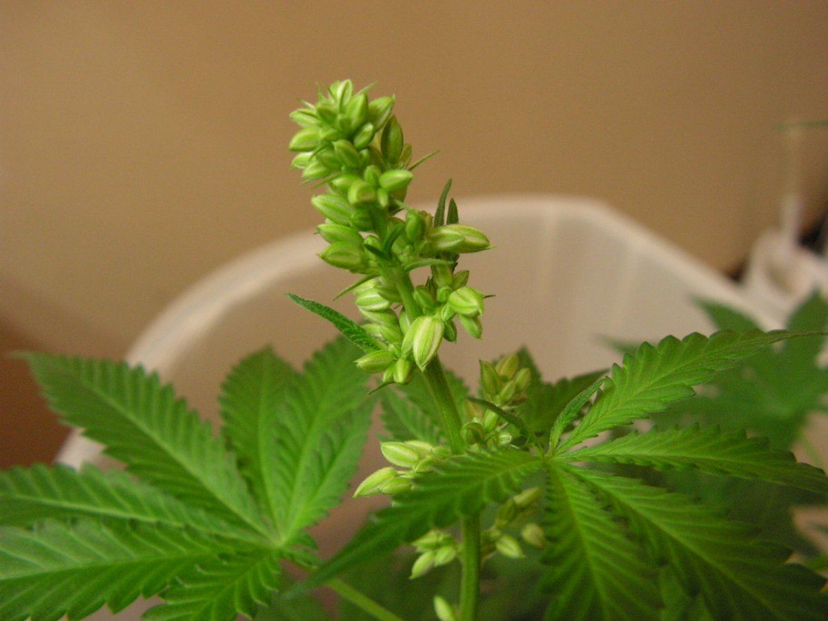 Male 1 14