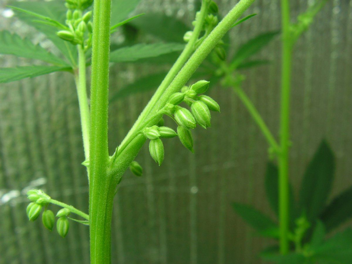 Male 1 15