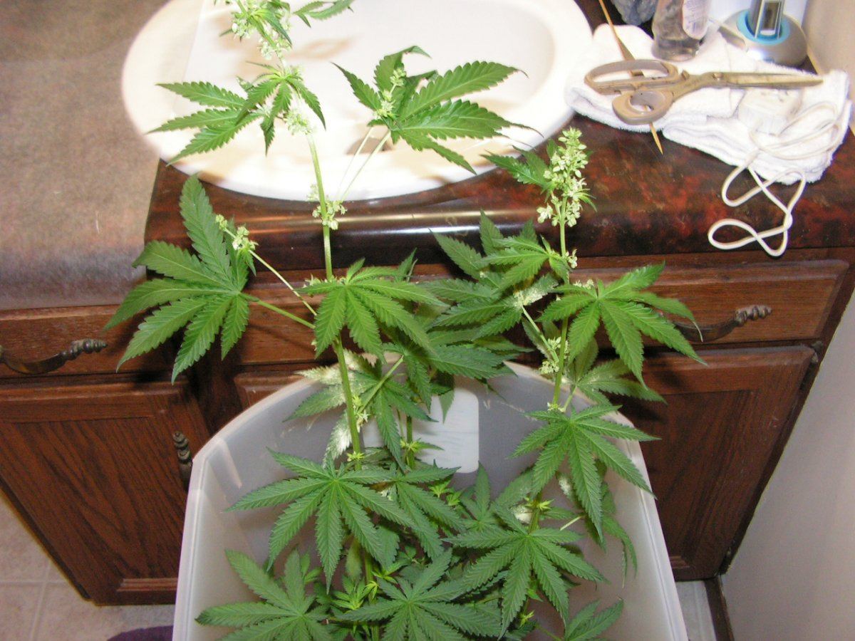 Male 1 16