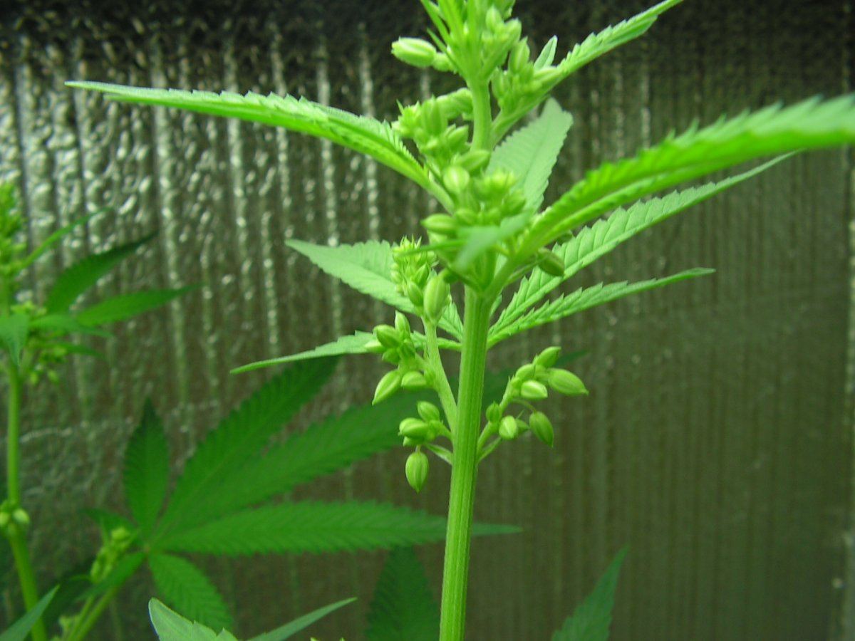 Male 1 16