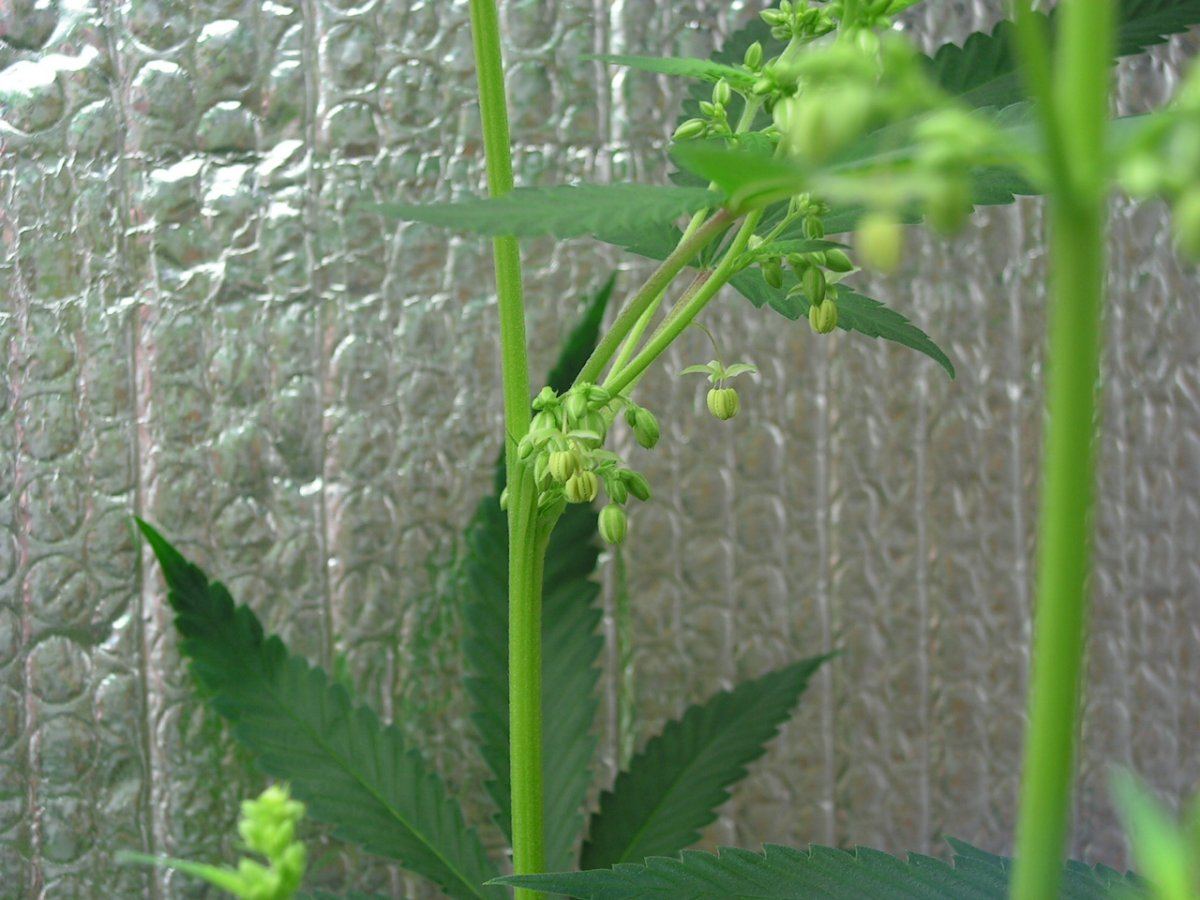 Male 1 17