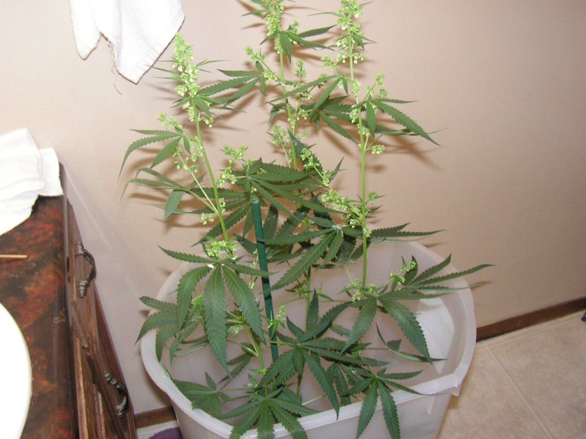 Male 1 18