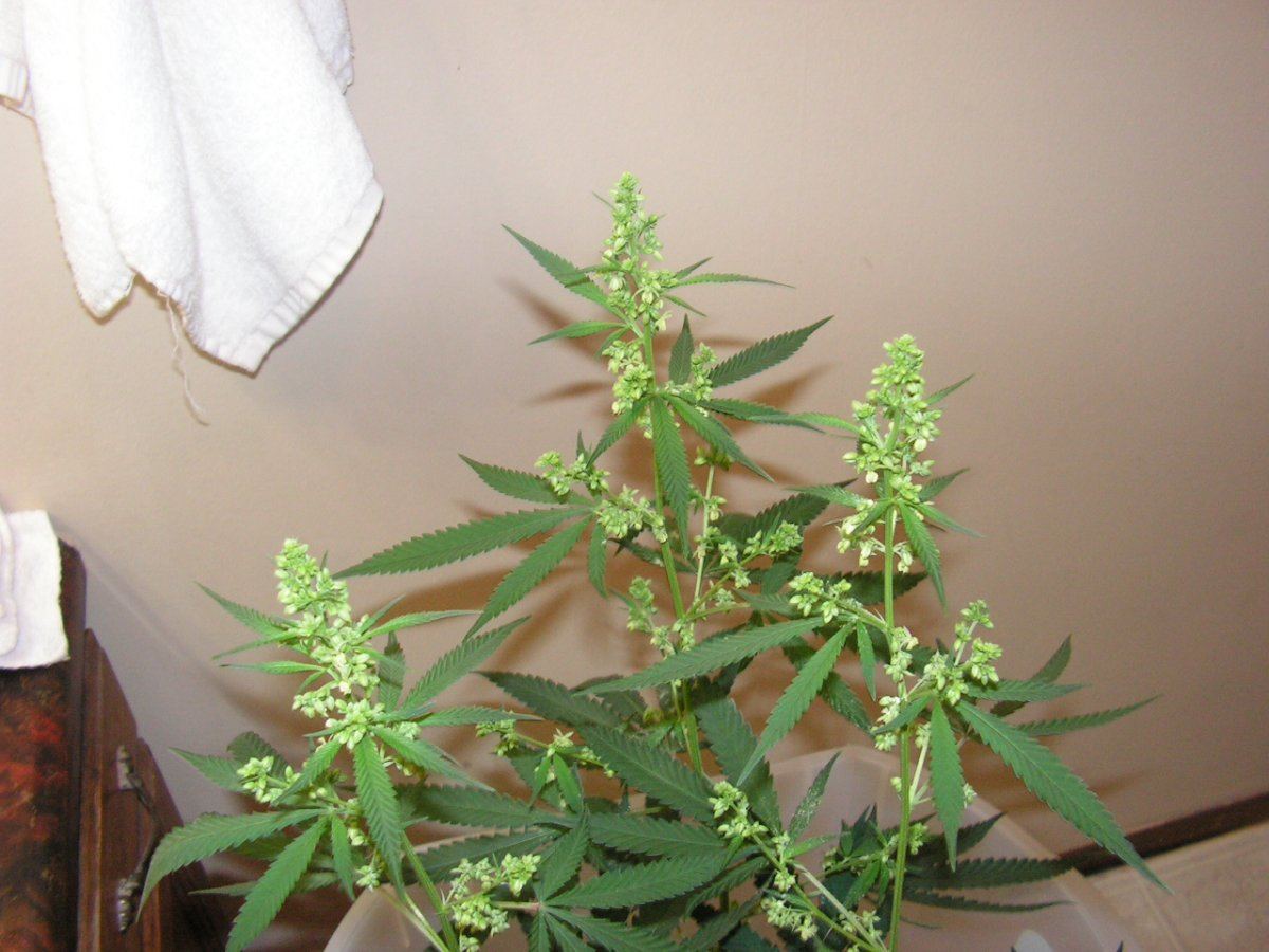 Male 1 19