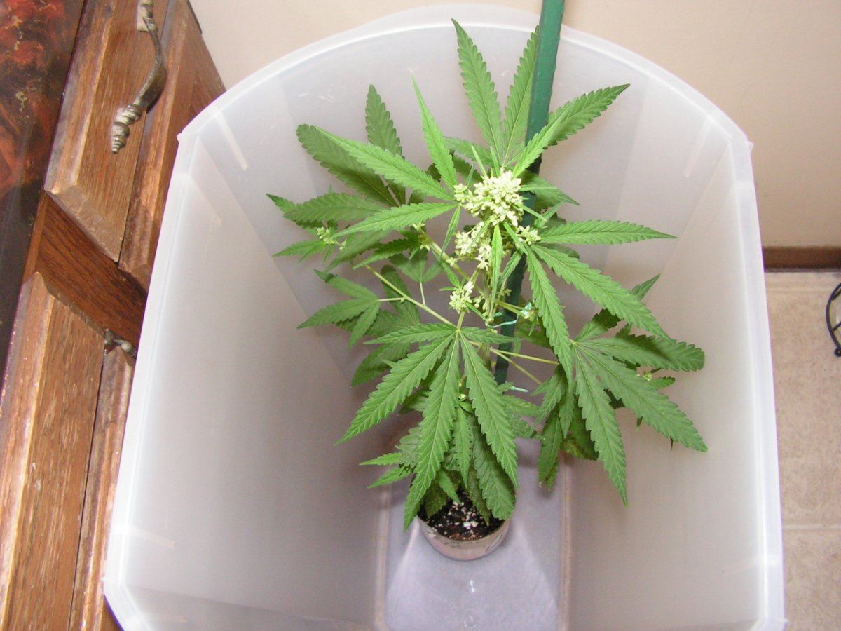 Male 1 2