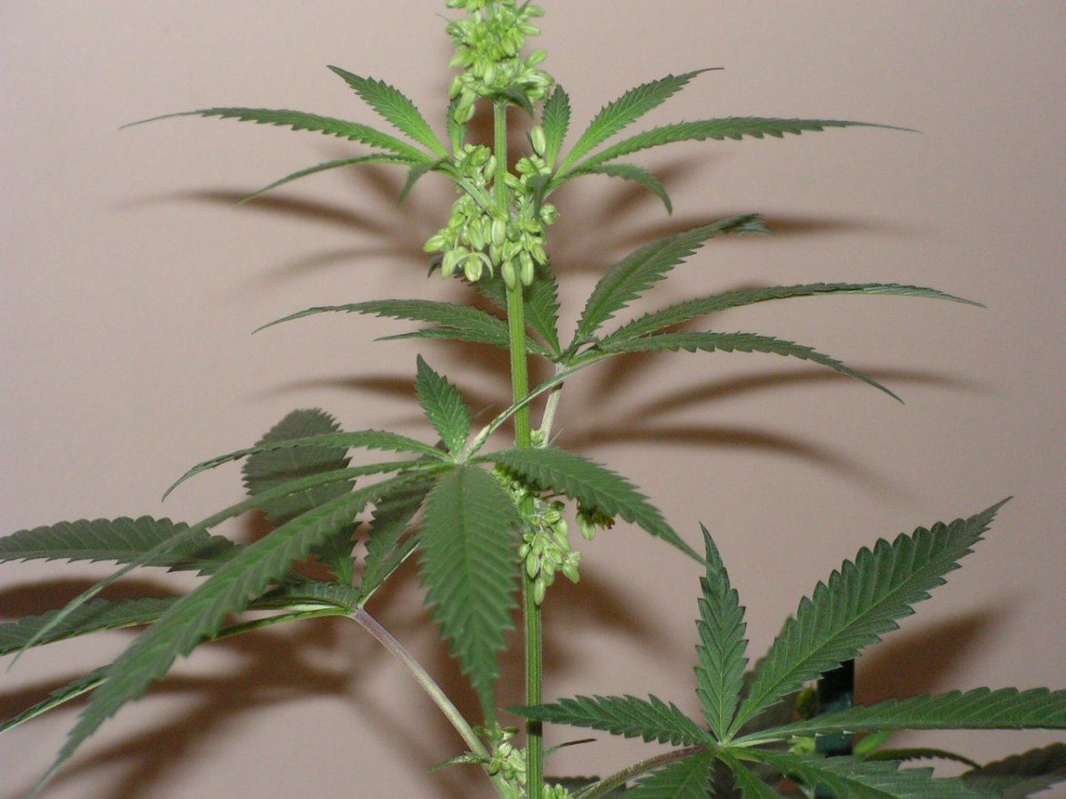 Male 1 2