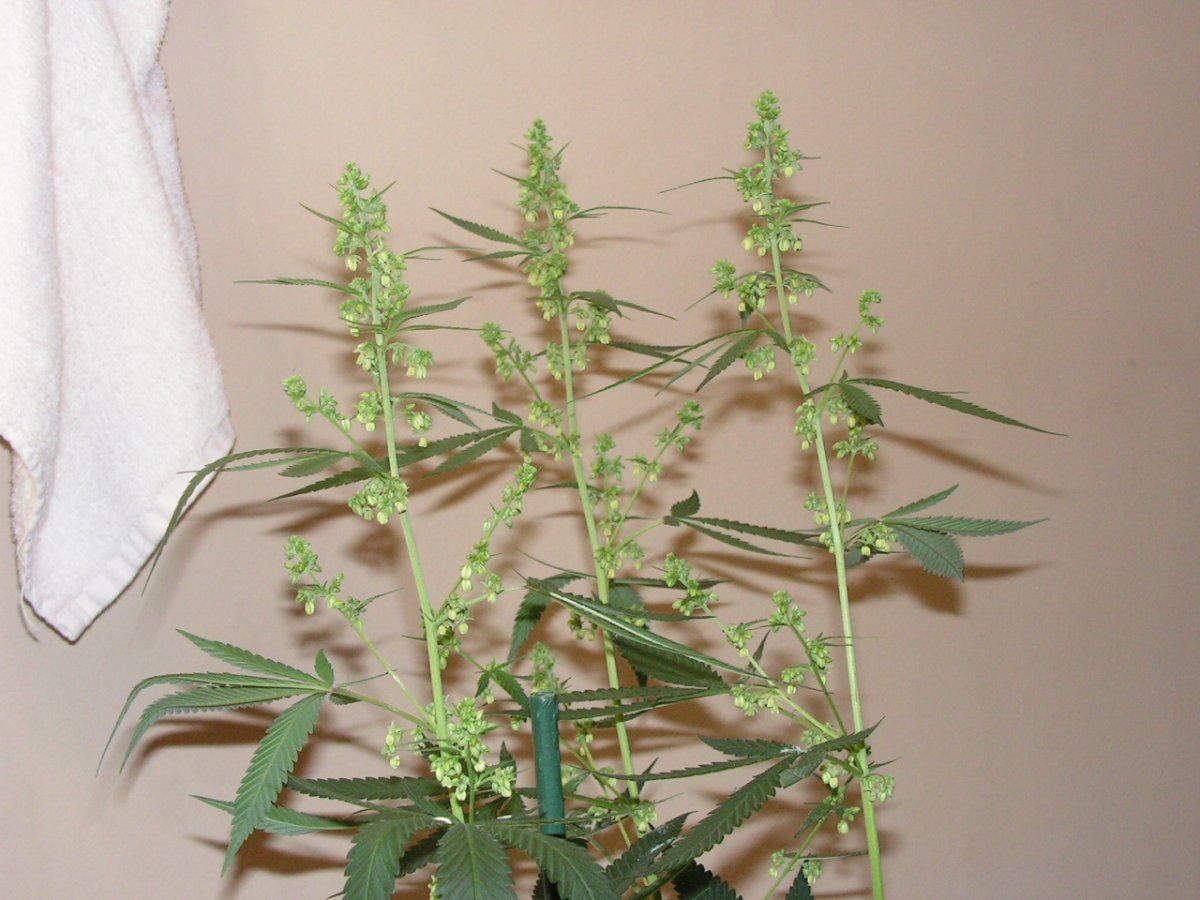 Male 1 20
