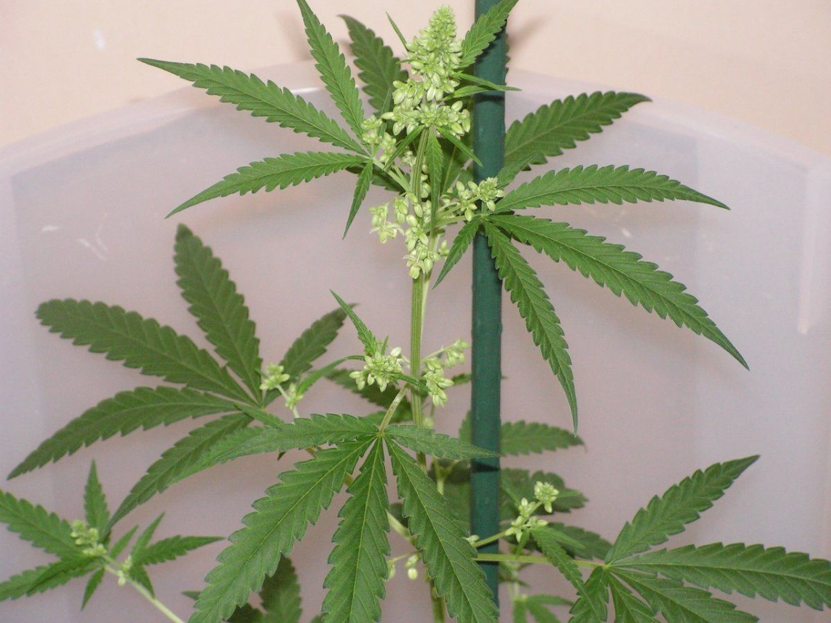 Male 1 3