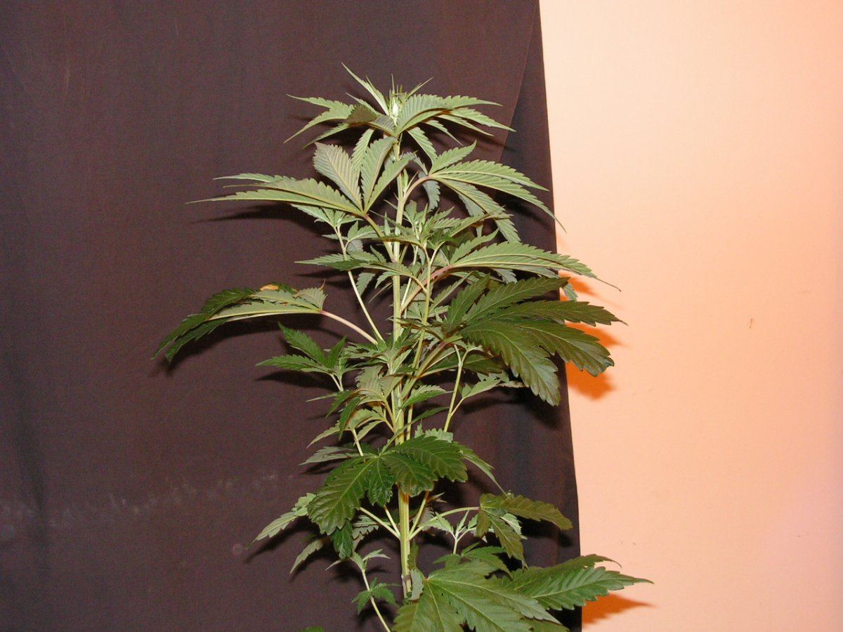 MALE 10