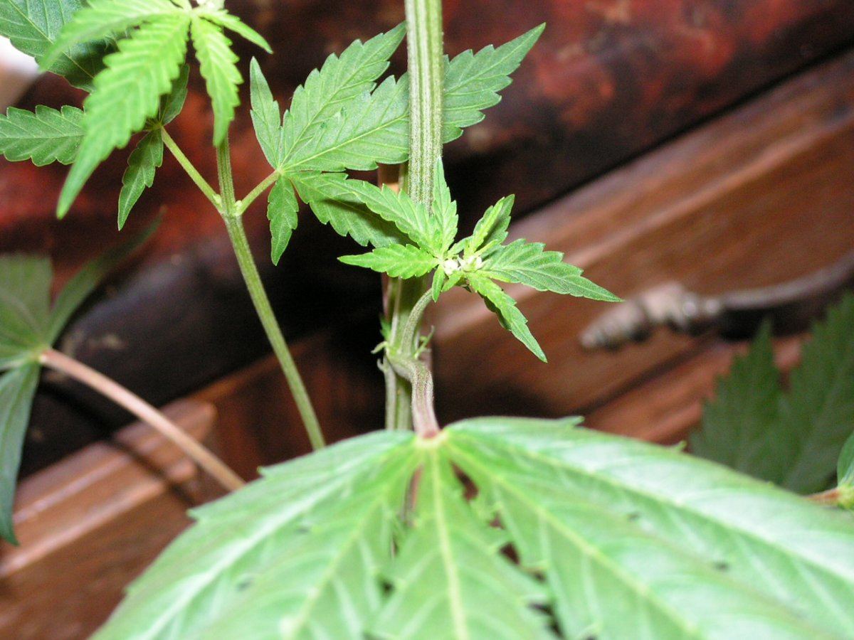 Male 10