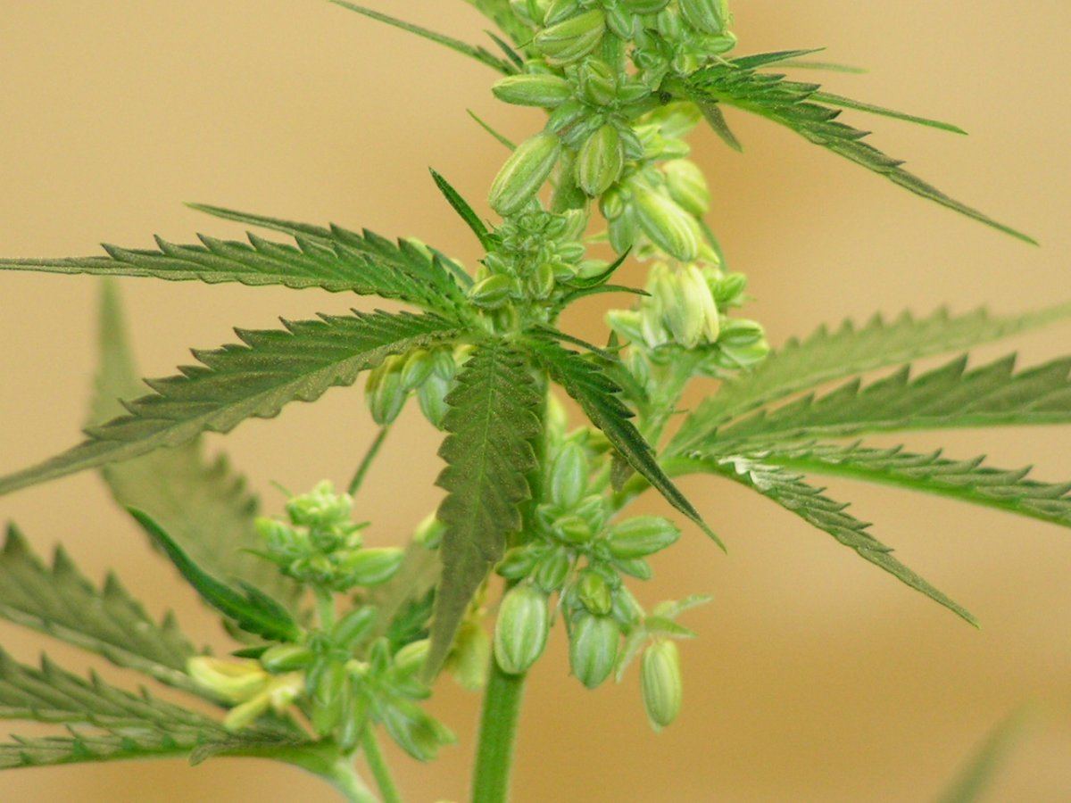 Male 10