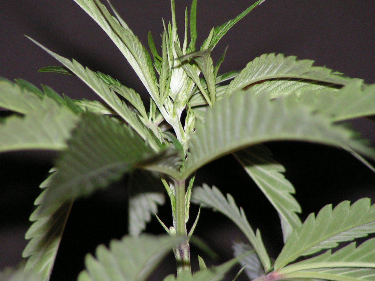 MALE 11