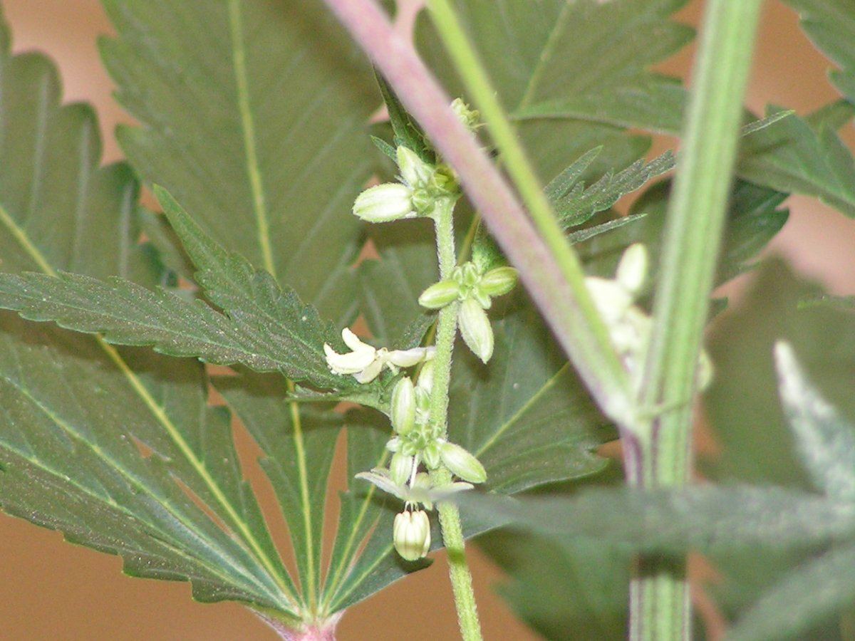 Male 11