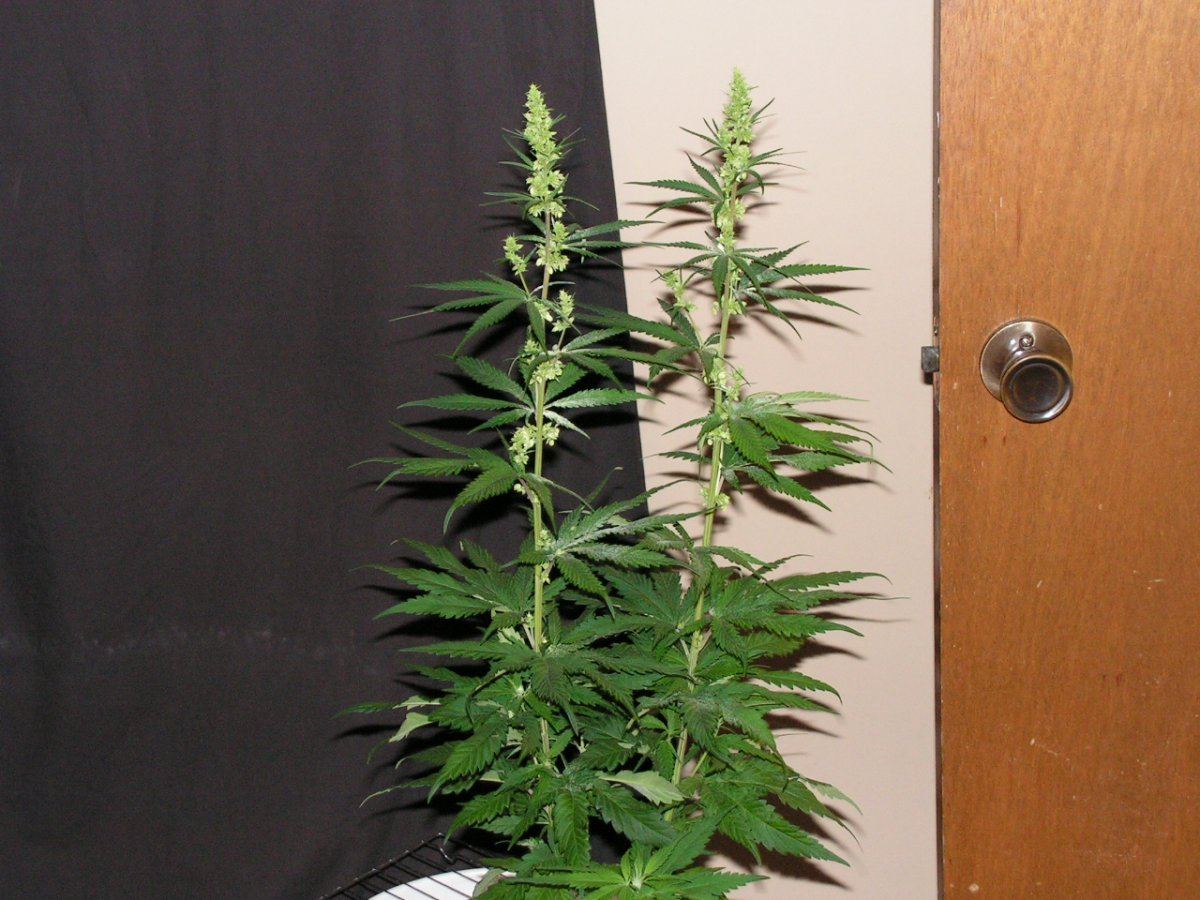 MALE 12