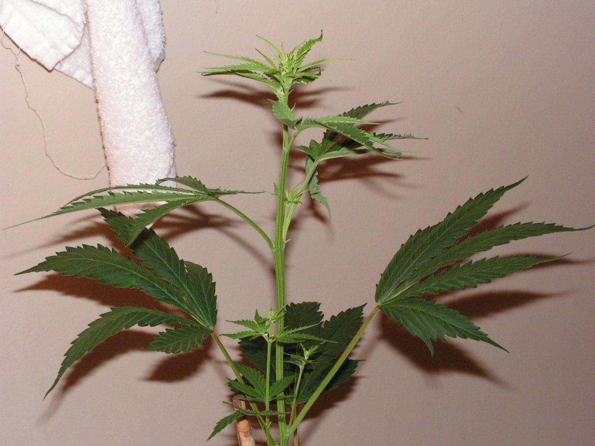 Male 13