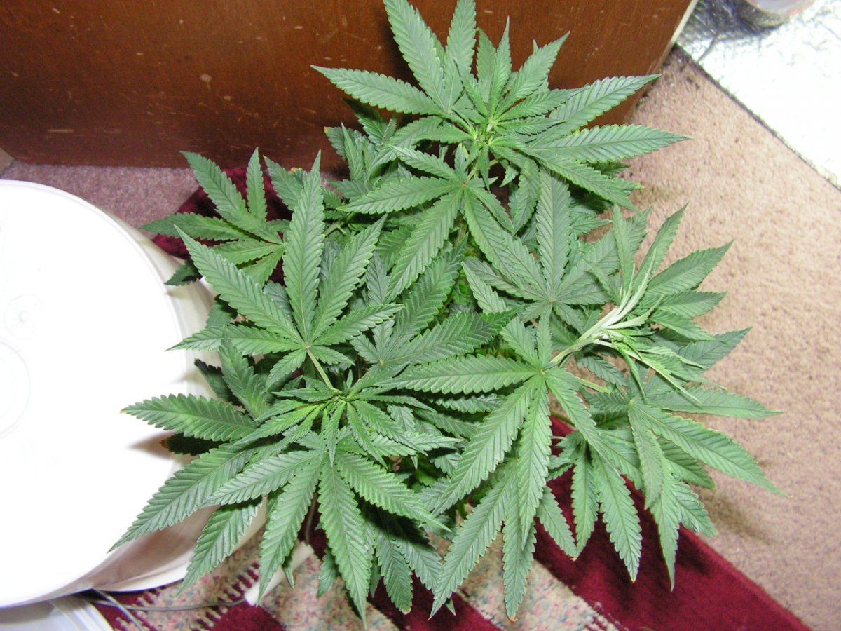 Male 2 10