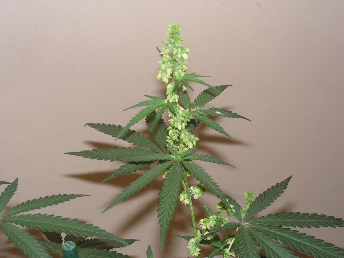 Male 2 10