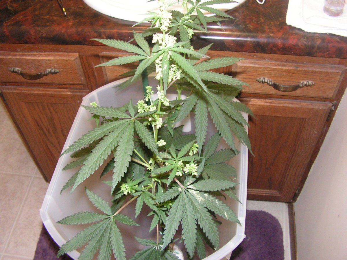 Male 2 11